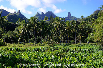 mopeds on the inland road of Rarotonga Island